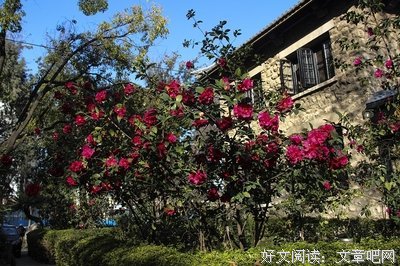 一棵菜的江湖