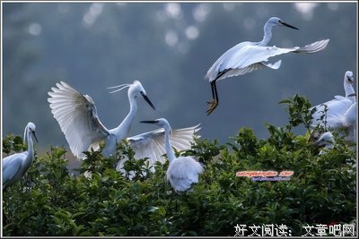 白鹭，白鹭