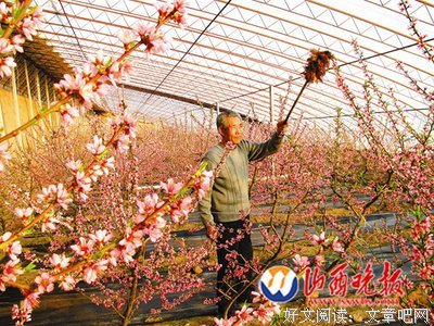 桃花开放