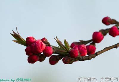 生命之始，花开花谢