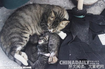 不惊扰产崽的母牛