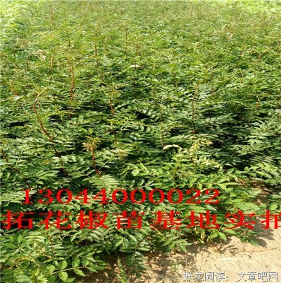 瑞克·李特的追寻