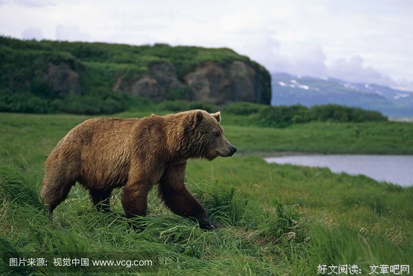 麦克尼尔瀑布的棕熊