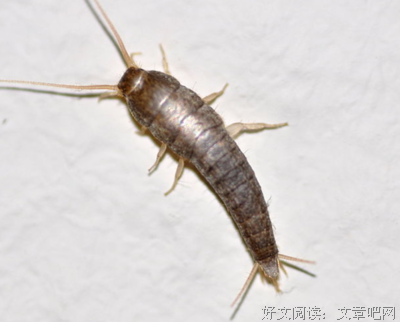 像蚂蚁一样爬动