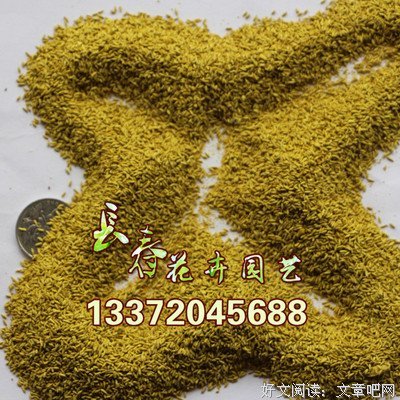 禾坪
