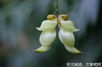 禾雀花下