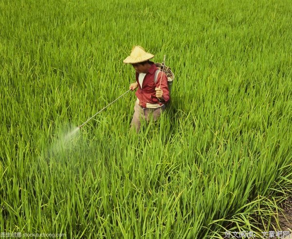 怀想水稻