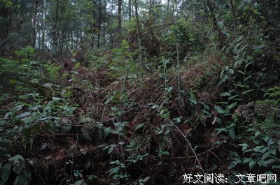  西字脸与狮子皮