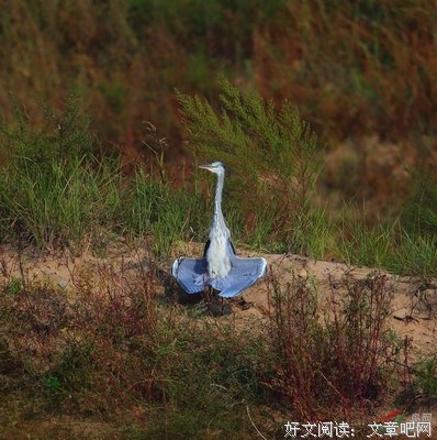  在观鸟的快乐中脱离自己