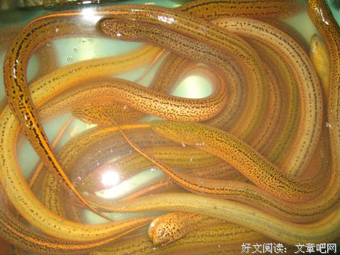 鳝鱼