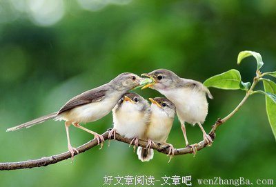母爱