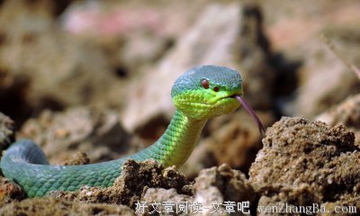  龙蛇