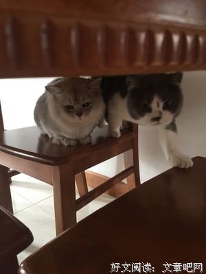  一只绒线团