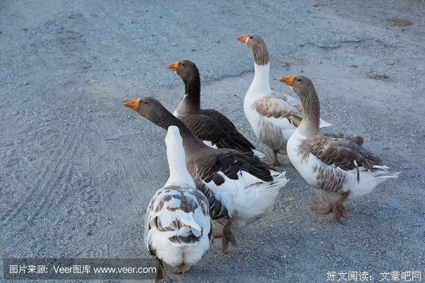 肥胖的流浪汉