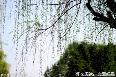 高山顶上的那棵老柳树