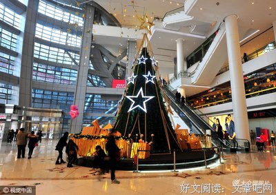 1.3米高的树