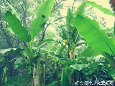 不要种了芭蕉怨芭蕉
