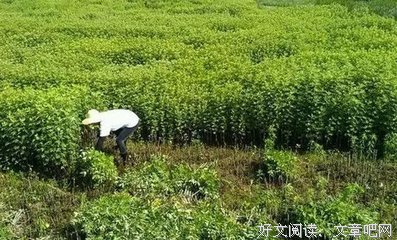 我没有手脚，我也不需要