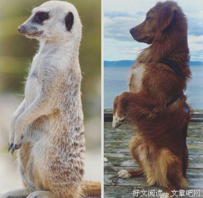 诱鸭