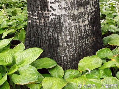 上帝的旨意