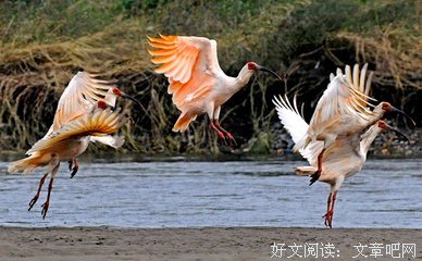 听，春还在