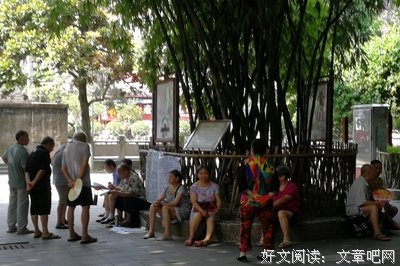 古稀树八十八号