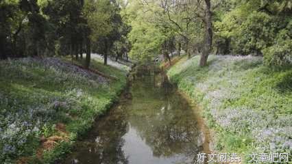 二月兰