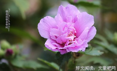 槿花一日，自当为荣