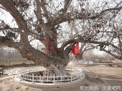 谁是核桃王