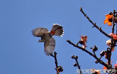 春鸟喧哗