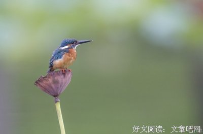  翠鸟的溺爱