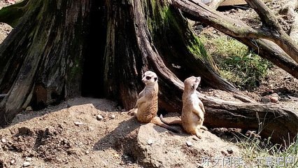  愿我们像猫鼬一样坚强