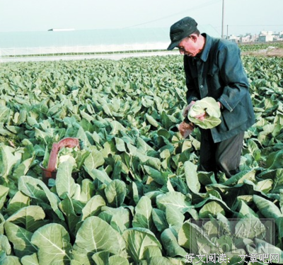  菜农