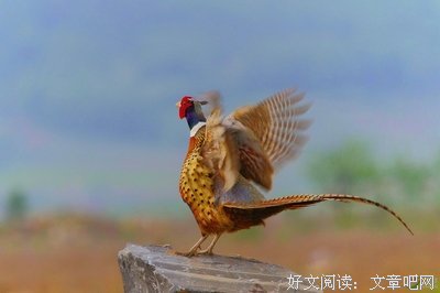  雄鸡