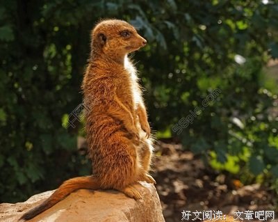  獴的故事