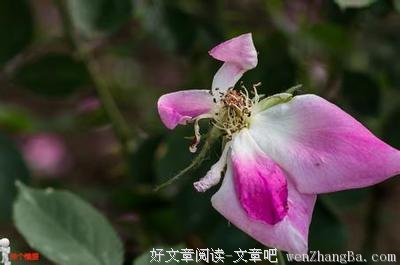 残花吟