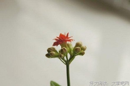 每个孩子都是父母的宝