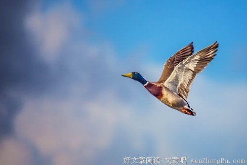 你们也不会年轻很久 王朔