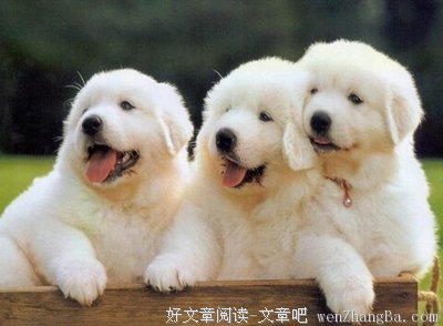 增重与补钙