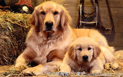 生活中最贵的不是金子