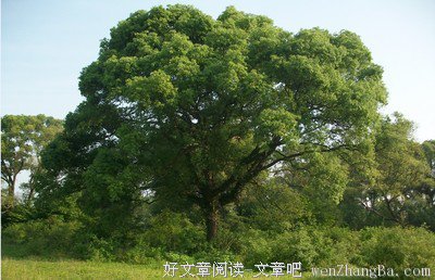 同是树，但树与树是不同的