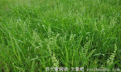 识别稗草的最好方法是去爱禾苗