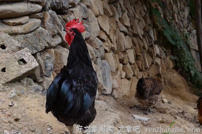 失职的黑公鸡