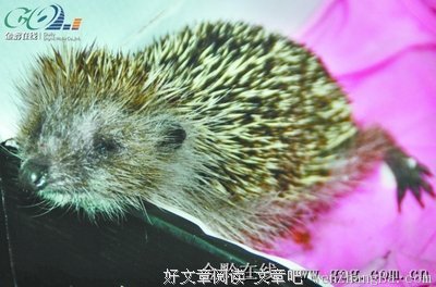 吃象的老鼠