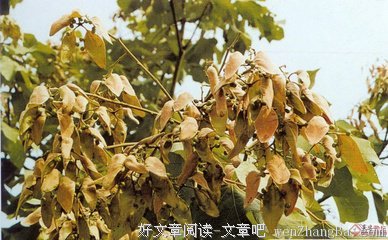 谁能采到更多的果子