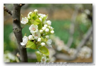 桃花红梨花白