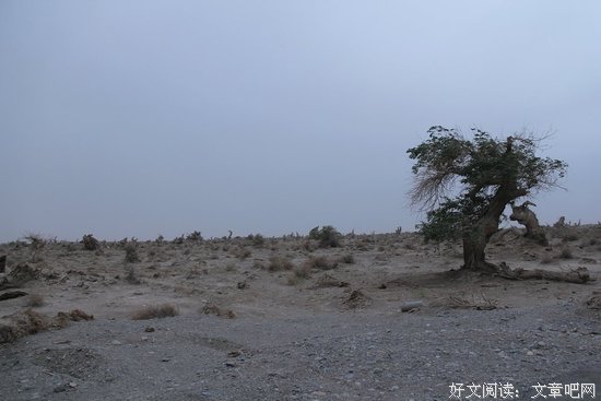 可造之材来自戈壁滩