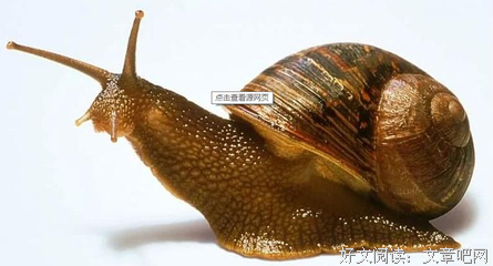 蜗 牛 的 壳