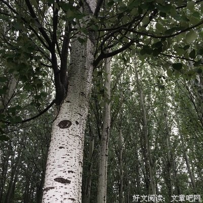 只长树皮的树