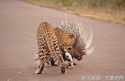 受到“刺伤”时